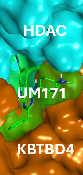 Structural view of UM171 bound at the interface between HDAC1 and KBTBD4